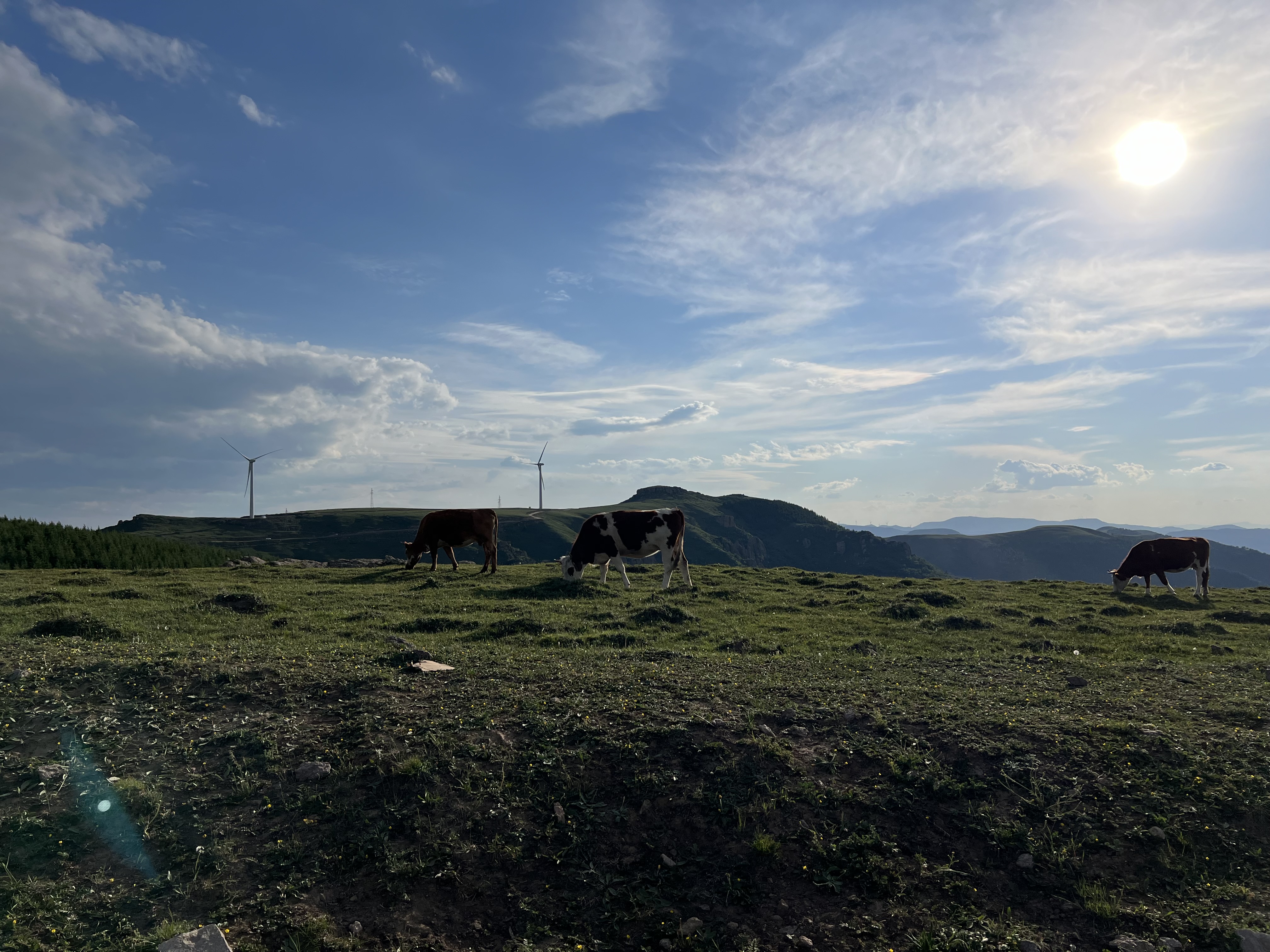 IMG_7736.jpeg