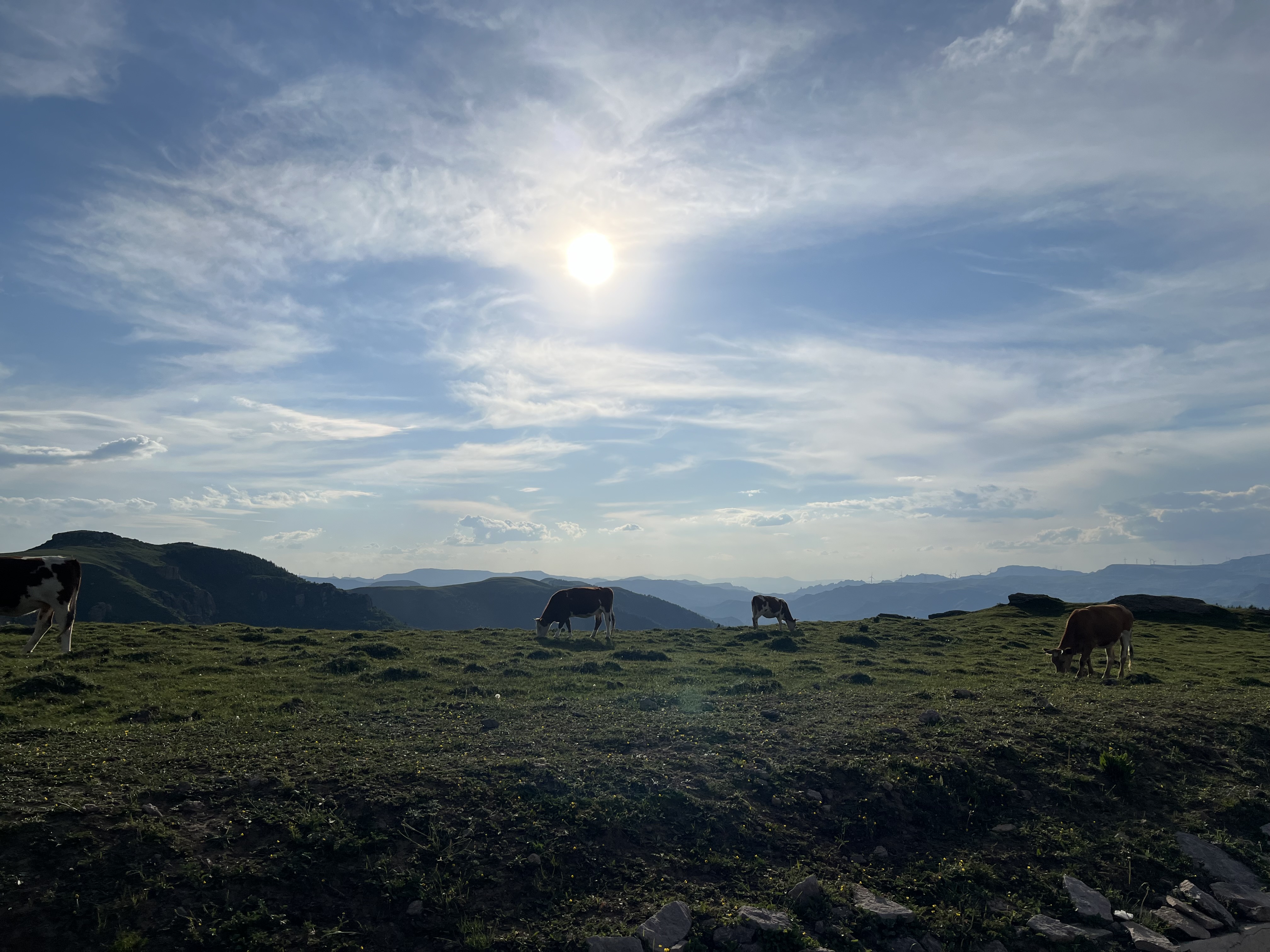 IMG_7737.jpeg