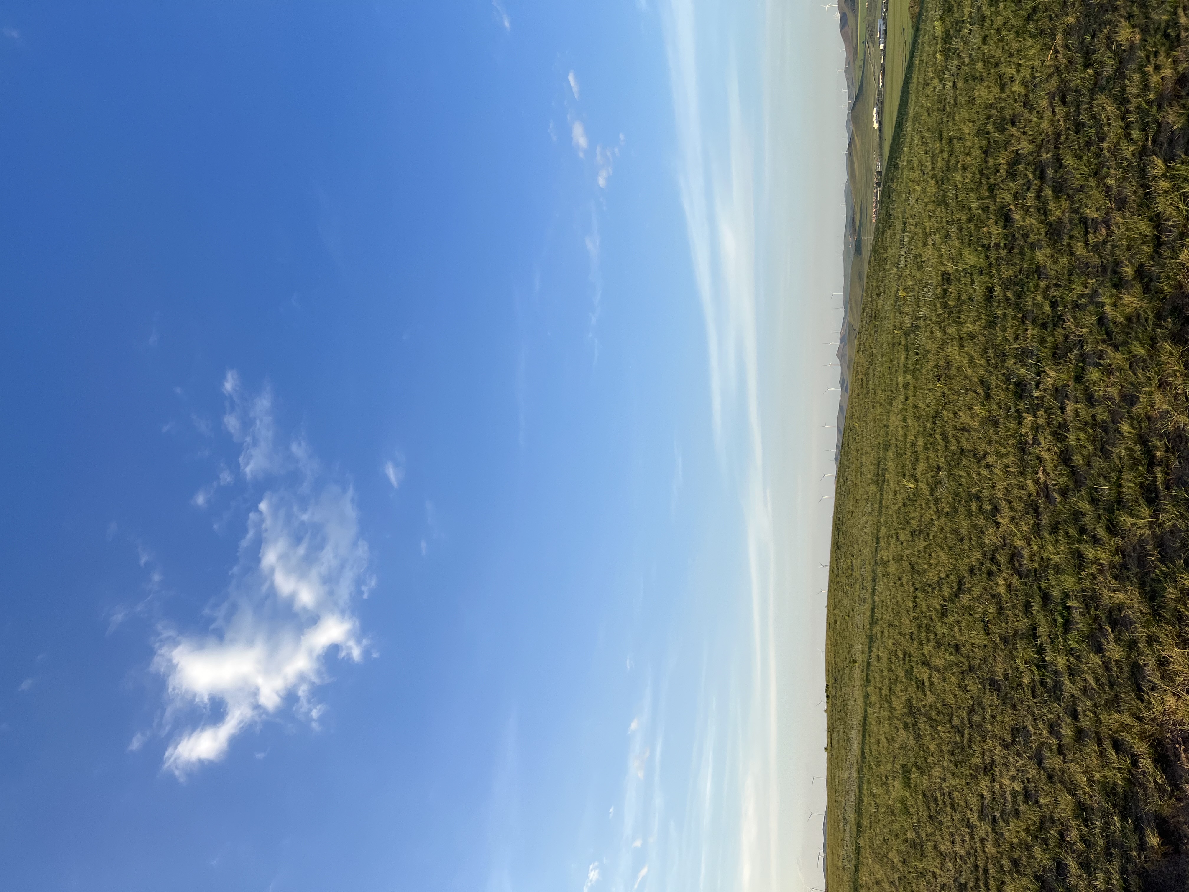 IMG_7805.jpeg